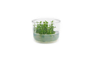 Limnophila Vietnam UNS Tissue Culture Aquatic Plant - Buce Plant
