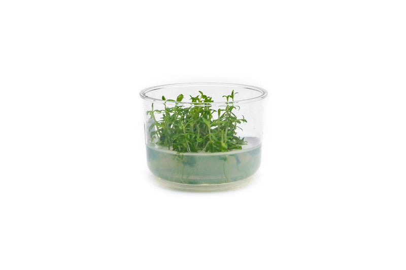 Limnophila Vietnam UNS Tissue Culture Aquatic Plant - Buce Plant