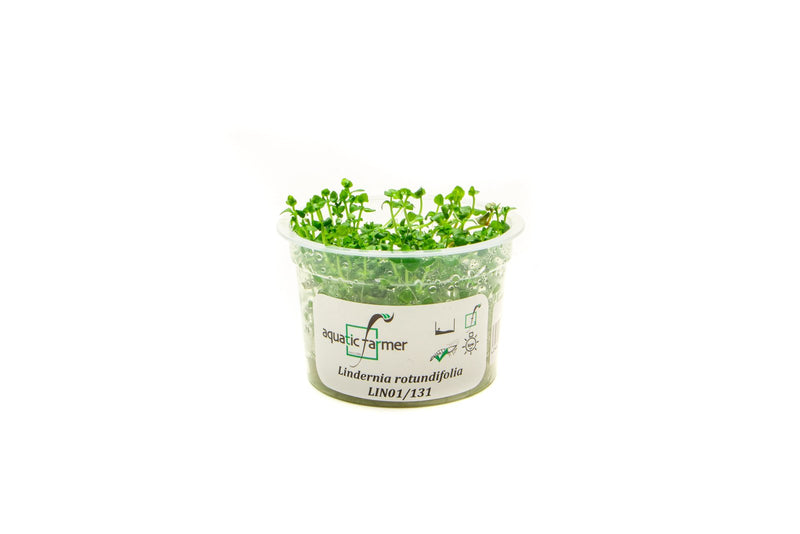 Lindernia Rotundifolia Aquatic Farmer Tissue Culture Aquatic Plant - Buce Plant