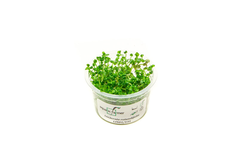 Lindernia Rotundifolia Aquatic Farmer Tissue Culture Aquatic Plant - Buce Plant