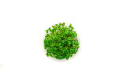 Lindernia Rotundifolia Aquatic Farmer Tissue Culture Aquatic Plant - Buce Plant