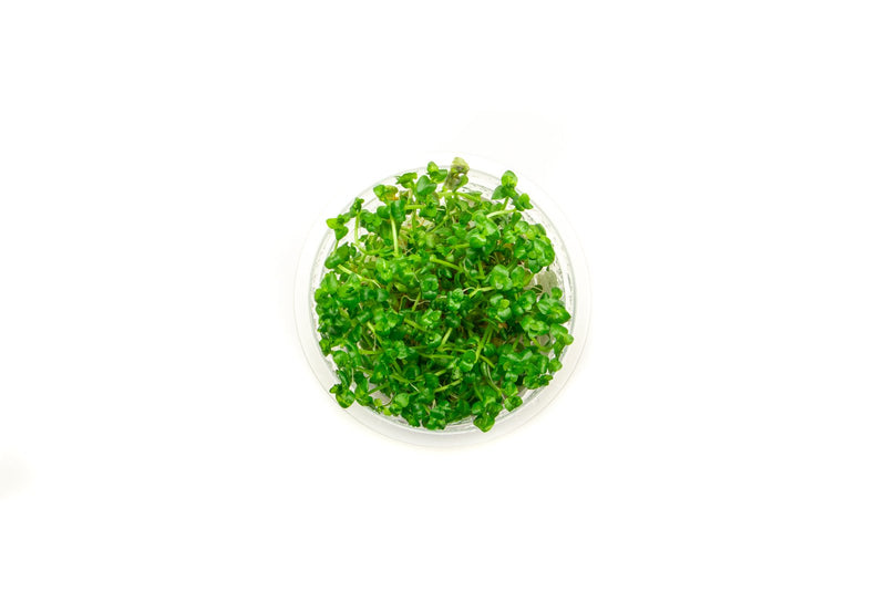 Lindernia Rotundifolia Aquatic Farmer Tissue Culture Aquatic Plant - Buce Plant