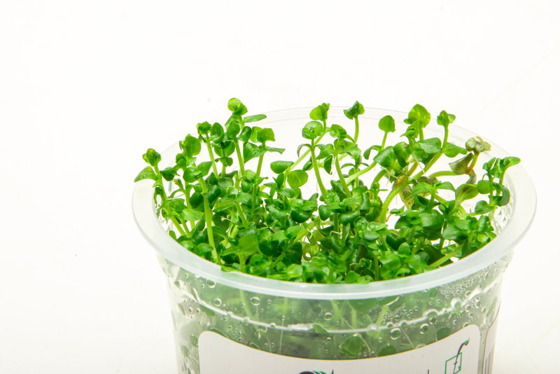 Lindernia Rotundifolia Aquatic Farmer Tissue Culture Aquatic Plant - Buce Plant