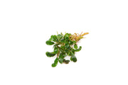 Bucephalandra Little Dagger Bucephalandra - Buce Plant