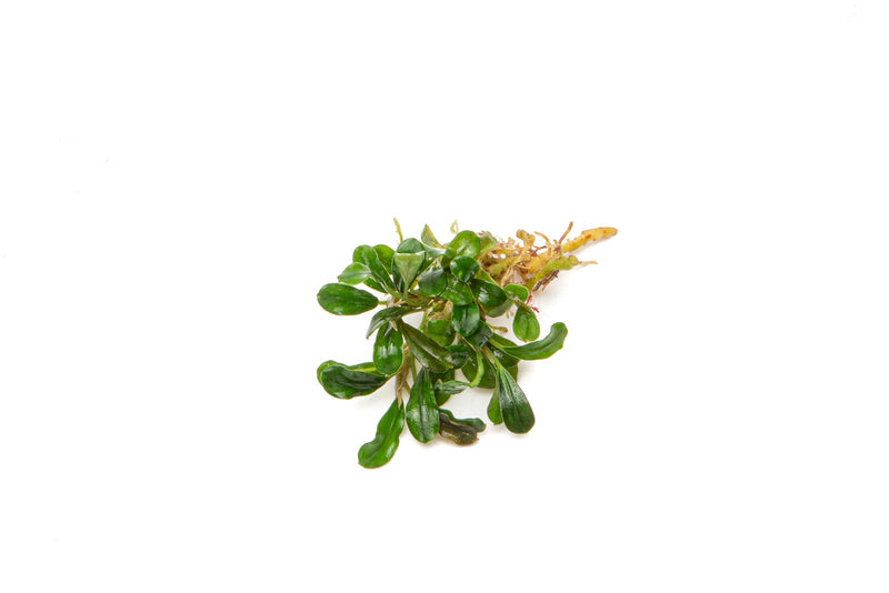 Bucephalandra Little Dagger Bucephalandra - Buce Plant