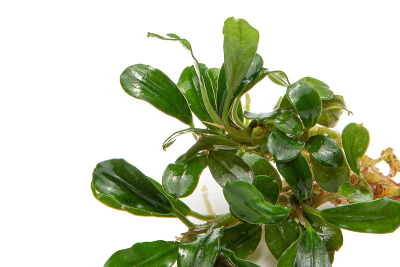 Bucephalandra Little Dagger Bucephalandra - Buce Plant