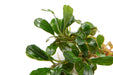 Close-up of Bucephalandra Little Dagger leaves
