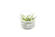 Littorella Uniflora Aquatic Farmer Tissue Culture Aquatic Plant - Buce Plant