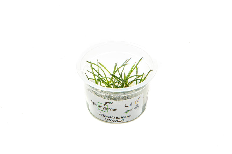Littorella Uniflora Aquatic Farmer Tissue Culture Aquatic Plant - Buce Plant