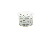 Littorella Uniflora Aquatic Farmer Tissue Culture Aquatic Plant - Buce Plant