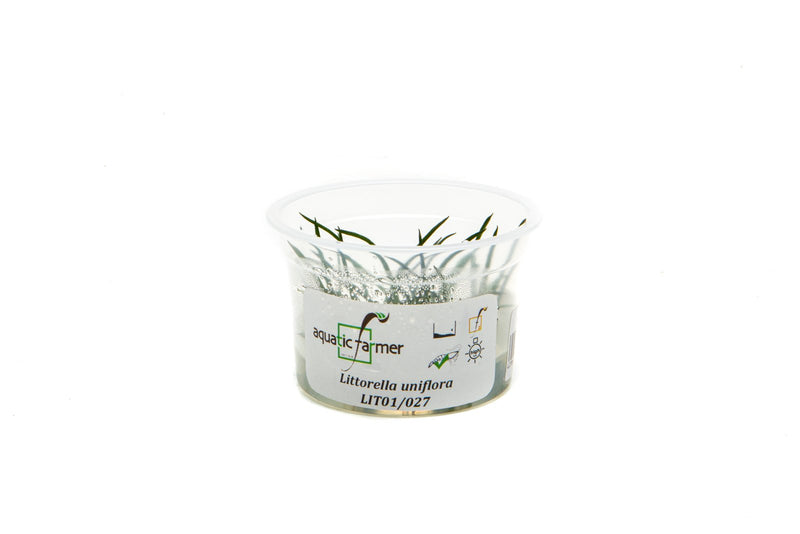 Littorella Uniflora Aquatic Farmer Tissue Culture Aquatic Plant - Buce Plant