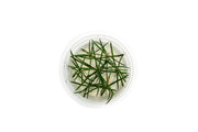 Littorella Uniflora Aquatic Farmer Tissue Culture Aquatic Plant - Buce Plant