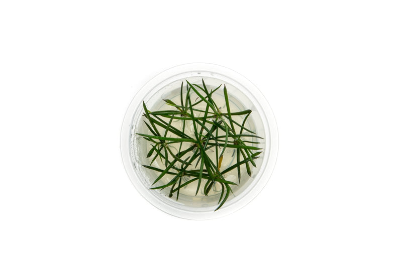 Littorella Uniflora Aquatic Farmer Tissue Culture Aquatic Plant - Buce Plant