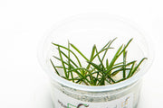Littorella Uniflora Aquatic Farmer Tissue Culture Aquatic Plant - Buce Plant