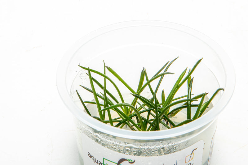 Littorella Uniflora Aquatic Farmer Tissue Culture Aquatic Plant - Buce Plant