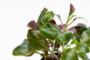 Lobelia Cardinalis Aquatic Plant - Buce Plant