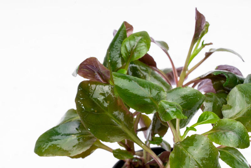 Lobelia Cardinalis Aquatic Plant - Buce Plant