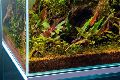 Lobelia cardinalis UNS Tissue Culture aquatic plant with vibrant red leaves and green stems, ideal for freshwater aquariums.