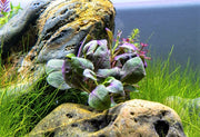 Lobelia Cardinalis Aquatic Plant - Buce Plant