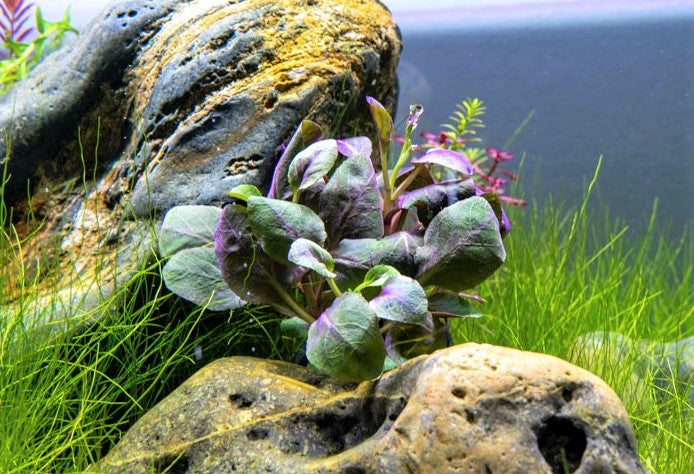 Lobelia Cardinalis Aquatic Plant - Buce Plant