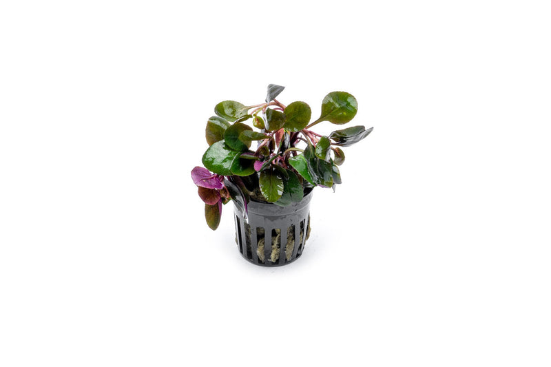 Lobelia Cardinalis Aquatic Plant - Buce Plant