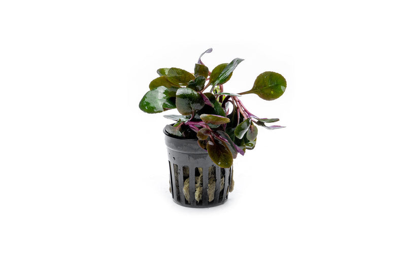 Lobelia Cardinalis Aquatic Plant - Buce Plant