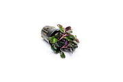 Lobelia Cardinalis Aquatic Plant - Buce Plant