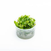 Lobelia Cardinalis Mini Aquatic Farmer Tissue Culture Aquatic Plant - Buce Plant