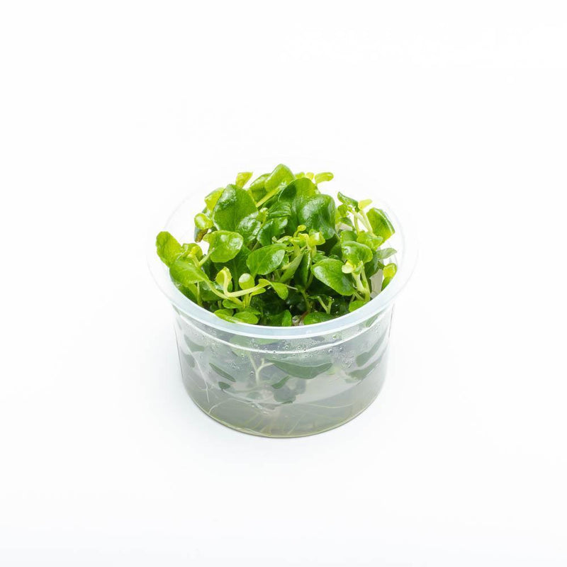 Lobelia Cardinalis Mini Aquatic Farmer Tissue Culture Aquatic Plant - Buce Plant