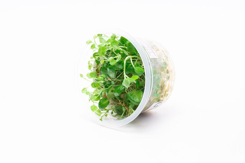 Lobelia Cardinalis Mini Aquatic Farmer Tissue Culture Aquatic Plant - Buce Plant
