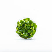 Lobelia Cardinalis Mini Aquatic Farmer Tissue Culture Aquatic Plant - Buce Plant