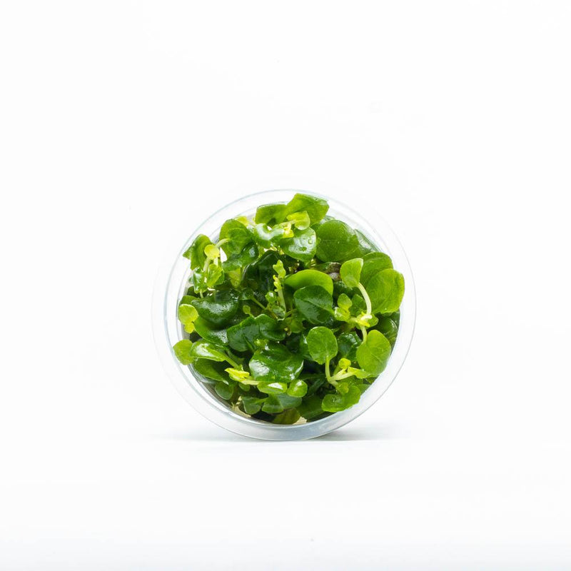 Lobelia Cardinalis Mini Aquatic Farmer Tissue Culture Aquatic Plant - Buce Plant