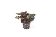 Red Lobelia Cardinalis aquatic plant from IS, showcasing vibrant red, narrow leaves and a compact growth habit.