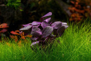 Red Lobelia Cardinalis aquatic plant from IS showing vibrant red leaves ideal for freshwater aquariums.