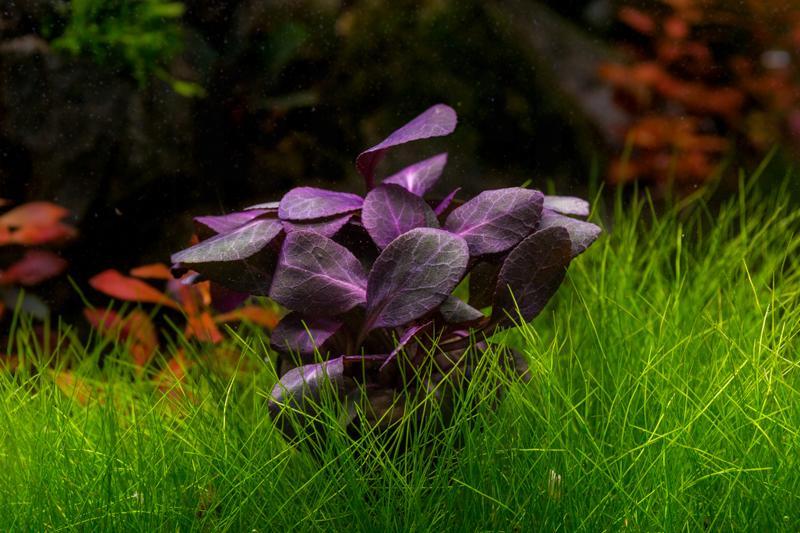Red Lobelia Cardinalis aquatic plant from IS showing vibrant red leaves ideal for freshwater aquariums.