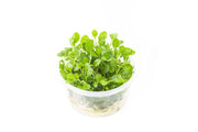 Lobelia Cardinalis UNS Tissue Culture Aquatic Plant - Buce Plant