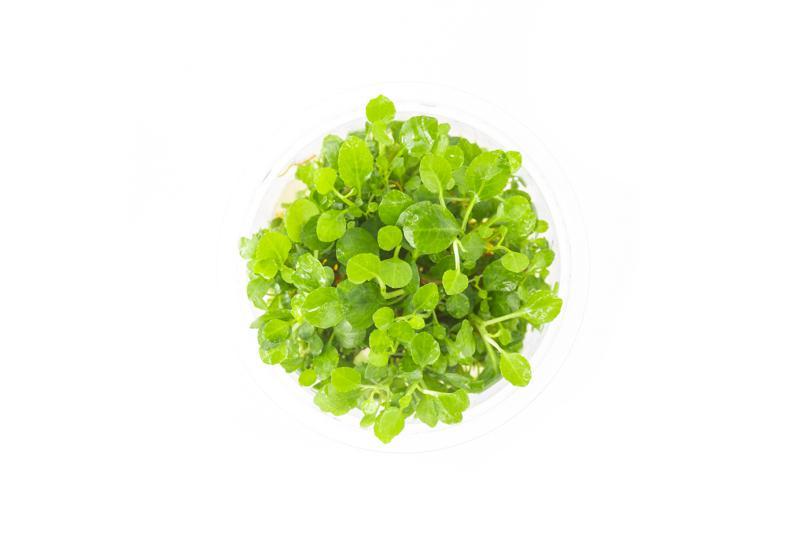 Lobelia Cardinalis UNS Tissue Culture Aquatic Plant - Buce Plant
