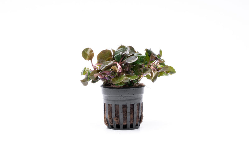 Lobelia Cardinalis Wavy aquatic plant by CPA with vibrant, wavy green leaves suitable for freshwater aquariums.