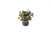 Bright red Lobelia Cardinalis Wavy aquatic plant from CPA with wavy leaves, ideal for freshwater aquariums.