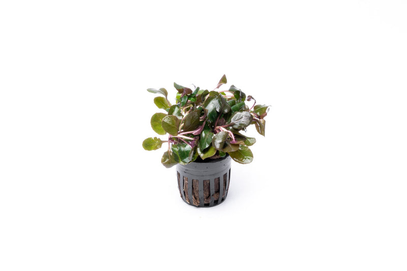Bright red Lobelia Cardinalis Wavy aquatic plant from CPA with wavy leaves, ideal for freshwater aquariums.