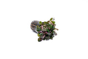 Aquatic Lobelia Cardinalis Wavy plant by CPA with vibrant red, wavy-leaved stems ideal for freshwater aquariums.