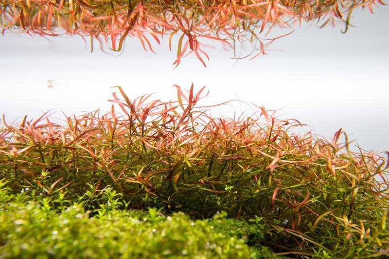 Ludwigia Arcuata Aquatic Plant - Buce Plant
