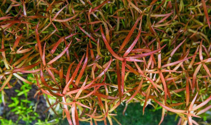Ludwigia Arcuata Aquatic Plant - Buce Plant