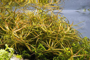 Ludwigia Arcuata Aquatic Plant - Buce Plant