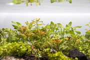 Ludwigia Arcuata Aquatic Plant - Buce Plant