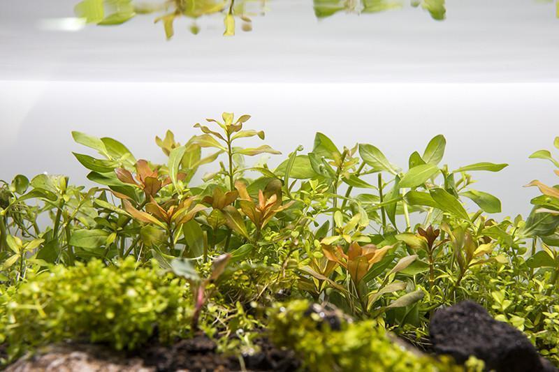 Ludwigia Arcuata Aquatic Plant - Buce Plant
