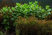 Ludwigia Arcuata Aquatic Plant - Buce Plant