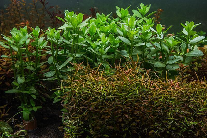 Ludwigia Arcuata Aquatic Plant - Buce Plant
