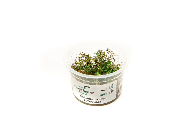 Ludwigia Arcuata Aquatic Farmer Tissue Culture Aquatic Plant - Buce Plant