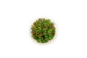 Ludwigia Arcuata Aquatic Farmer Tissue Culture Aquatic Plant - Buce Plant